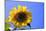 Sunflower Splendor-Stephen Lebovits-Mounted Giclee Print