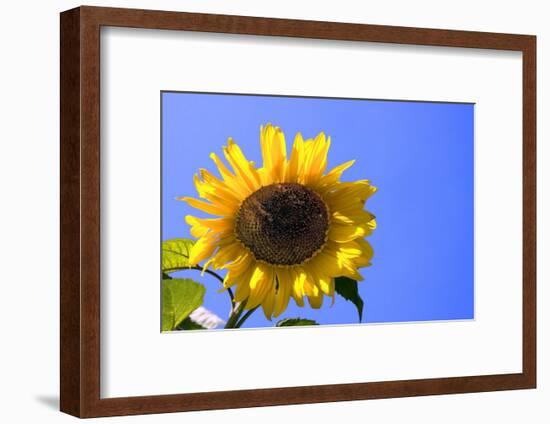 Sunflower Splendor-Stephen Lebovits-Framed Giclee Print