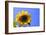 Sunflower Splendor-Stephen Lebovits-Framed Giclee Print