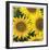 Sunflower Square-Stacy Bass-Framed Giclee Print