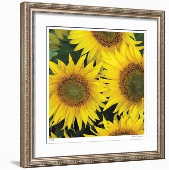 Sunflower Square-Stacy Bass-Framed Giclee Print