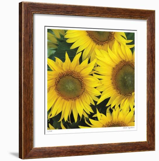 Sunflower Square-Stacy Bass-Framed Giclee Print