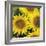 Sunflower Square-Stacy Bass-Framed Giclee Print