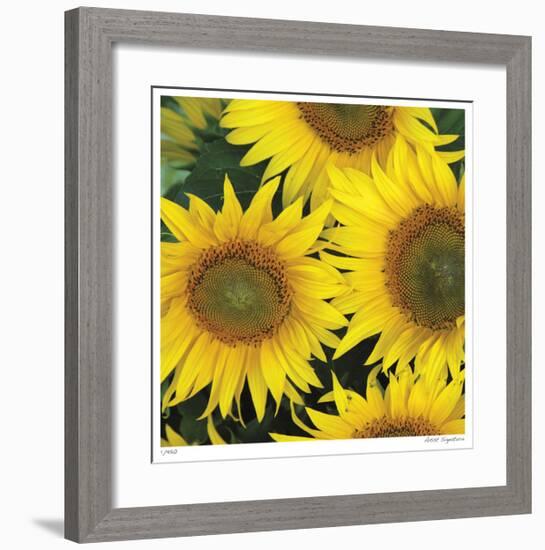 Sunflower Square-Stacy Bass-Framed Giclee Print