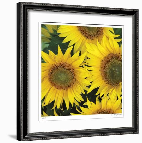 Sunflower Square-Stacy Bass-Framed Giclee Print