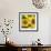 Sunflower Square-Stacy Bass-Framed Giclee Print displayed on a wall