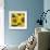 Sunflower Square-Stacy Bass-Framed Giclee Print displayed on a wall