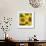 Sunflower Square-Stacy Bass-Framed Giclee Print displayed on a wall