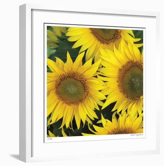 Sunflower Square-Stacy Bass-Framed Giclee Print