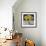 Sunflower Still Life-Christopher Ryland-Framed Giclee Print displayed on a wall