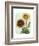 Sunflower Study I-Grace Popp-Framed Art Print