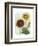 Sunflower Study I-Grace Popp-Framed Art Print