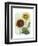 Sunflower Study I-Grace Popp-Framed Art Print