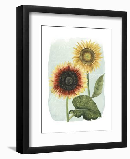 Sunflower Study I-Grace Popp-Framed Art Print