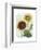 Sunflower Study I-Grace Popp-Framed Art Print