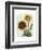 Sunflower Study I-Grace Popp-Framed Art Print