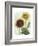 Sunflower Study I-Grace Popp-Framed Premium Giclee Print