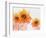 Sunflower Sunday-Bee Sturgis-Framed Premium Giclee Print