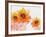 Sunflower Sunday-Bee Sturgis-Framed Art Print