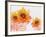 Sunflower Sunday-Bee Sturgis-Framed Art Print