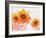 Sunflower Sunday-Bee Sturgis-Framed Art Print