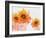 Sunflower Sunday-Bee Sturgis-Framed Art Print