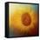 Sunflower Surprise-Jai Johnson-Framed Premier Image Canvas