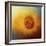 Sunflower Surprise-Jai Johnson-Framed Giclee Print