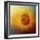 Sunflower Surprise-Jai Johnson-Framed Giclee Print