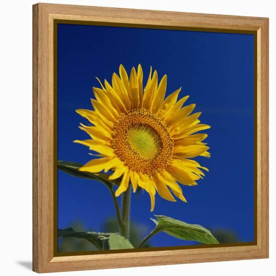 Sunflower, Tuscany, Italy, Europe-John Miller-Framed Premier Image Canvas