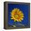 Sunflower, Tuscany, Italy, Europe-John Miller-Framed Premier Image Canvas