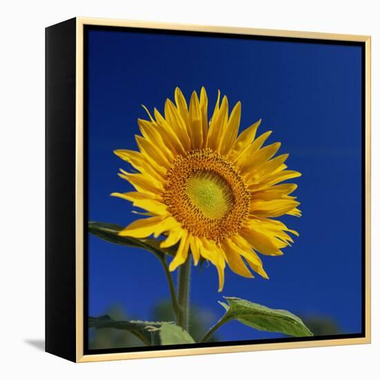 Sunflower, Tuscany, Italy, Europe-John Miller-Framed Premier Image Canvas