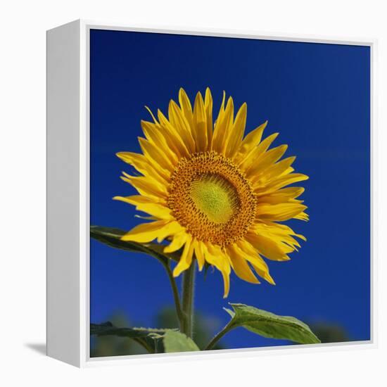 Sunflower, Tuscany, Italy, Europe-John Miller-Framed Premier Image Canvas