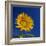 Sunflower, Tuscany, Italy, Europe-John Miller-Framed Photographic Print