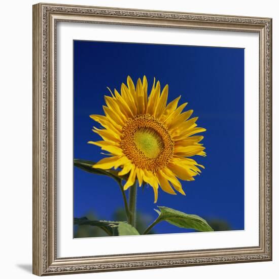 Sunflower, Tuscany, Italy, Europe-John Miller-Framed Photographic Print