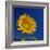 Sunflower, Tuscany, Italy, Europe-John Miller-Framed Photographic Print