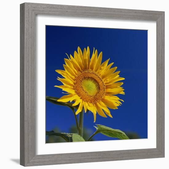 Sunflower, Tuscany, Italy, Europe-John Miller-Framed Photographic Print