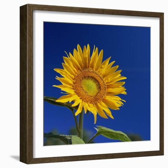 Sunflower, Tuscany, Italy, Europe-John Miller-Framed Photographic Print