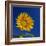 Sunflower, Tuscany, Italy, Europe-John Miller-Framed Photographic Print