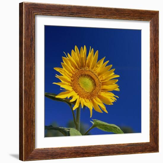 Sunflower, Tuscany, Italy, Europe-John Miller-Framed Photographic Print