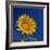 Sunflower, Tuscany, Italy, Europe-John Miller-Framed Photographic Print