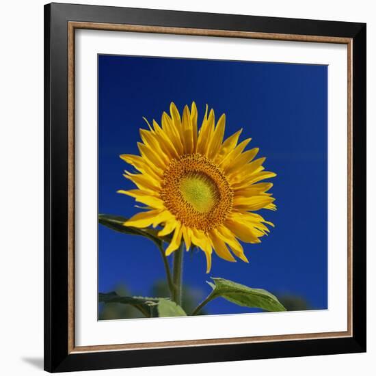 Sunflower, Tuscany, Italy, Europe-John Miller-Framed Photographic Print