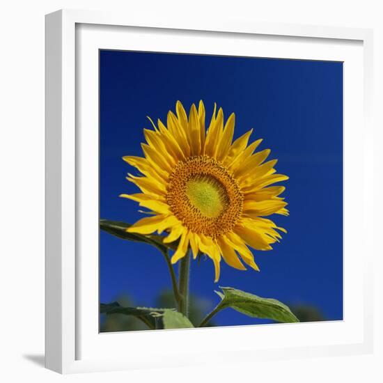 Sunflower, Tuscany, Italy, Europe-John Miller-Framed Photographic Print