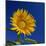 Sunflower, Tuscany, Italy, Europe-John Miller-Mounted Photographic Print