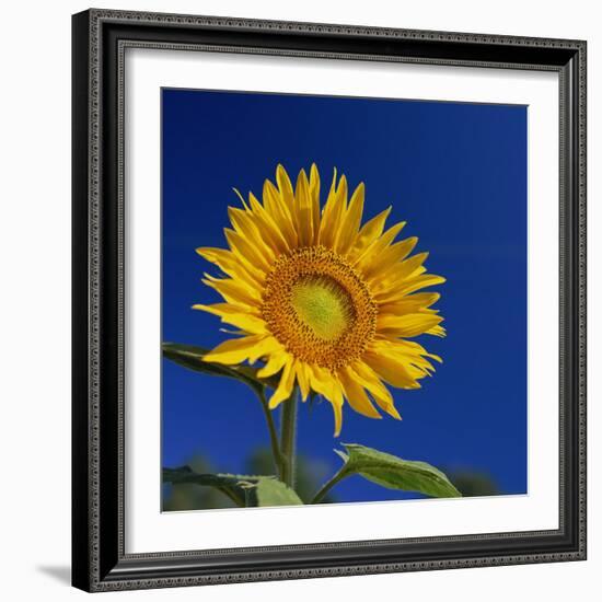 Sunflower, Tuscany, Italy, Europe-John Miller-Framed Photographic Print