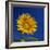 Sunflower, Tuscany, Italy, Europe-John Miller-Framed Photographic Print