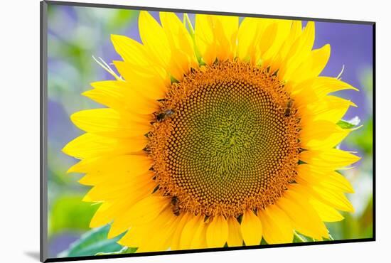 Sunflower Valensole Plateau, Alpes Haute Provence, France-Juan Carlos Munoz-Mounted Photographic Print