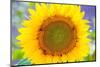 Sunflower Valensole Plateau, Alpes Haute Provence, France-Juan Carlos Munoz-Mounted Photographic Print
