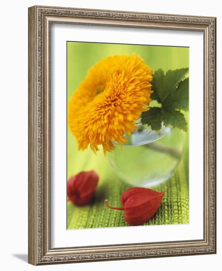 Sunflower (Variety Teddy Bear) in Glass Vase, Chinese Lanterns-Vladimir Shulevsky-Framed Photographic Print