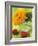 Sunflower (Variety Teddy Bear) in Glass Vase, Chinese Lanterns-Vladimir Shulevsky-Framed Photographic Print